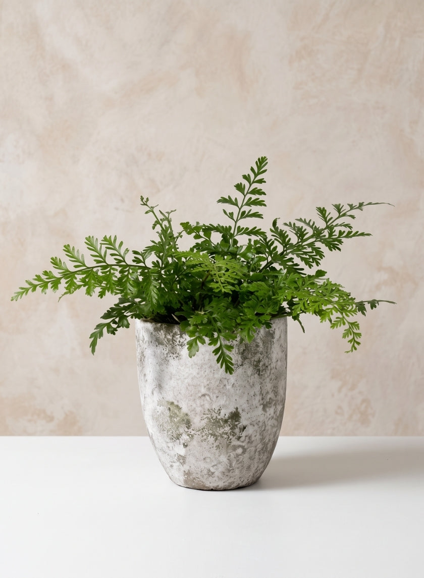 6.25in Tall Sturgeon Moon Aged Cement Planter Decor Jamali Garden