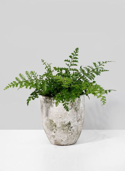 small cement plant pots 6.25in Tall Sturgeon Moon Aged Cement Planter – Jamali Garden