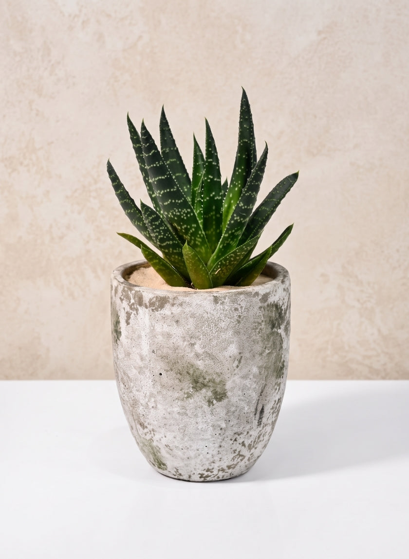 5in Tall Sturgeon Moon Aged Cement Planter Decor Jamali Garden