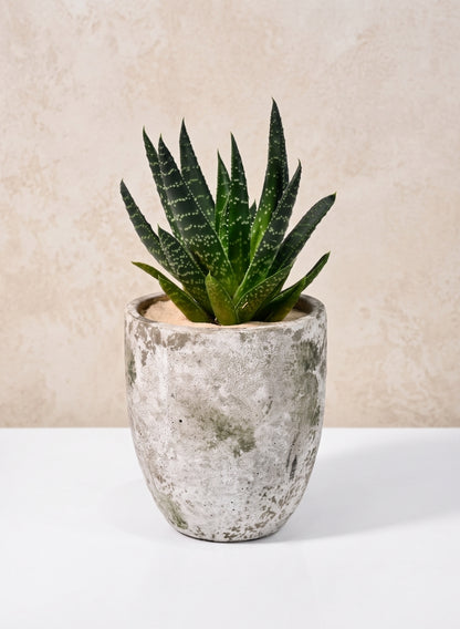 5in Tall Sturgeon Moon Aged Cement Planter Decor Jamali Garden