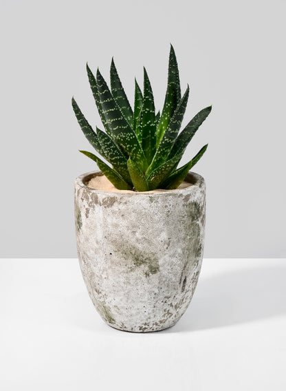 Sturgeon Moon Aged Cement Planter Decor Jamali Garden