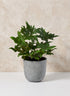 5in Tall Gojimara Cement Planter Decor Jamali Garden