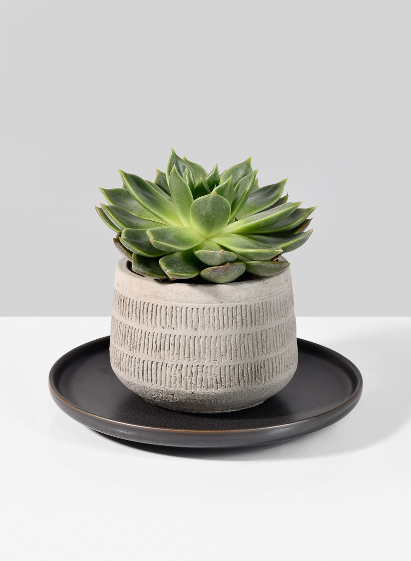 ceramic plates for plant pots Bronze Ceramic Plate Modern Dinnerware – Jamali Garden