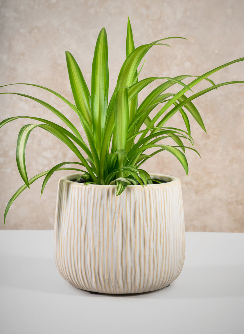 4in Wide Faro Aged White Ceramic Bowl Decor Jamali Garden