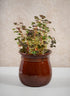 5in Tall Aveiro Oxblood Red Bell Ceramic Planter Decor Jamali Garden