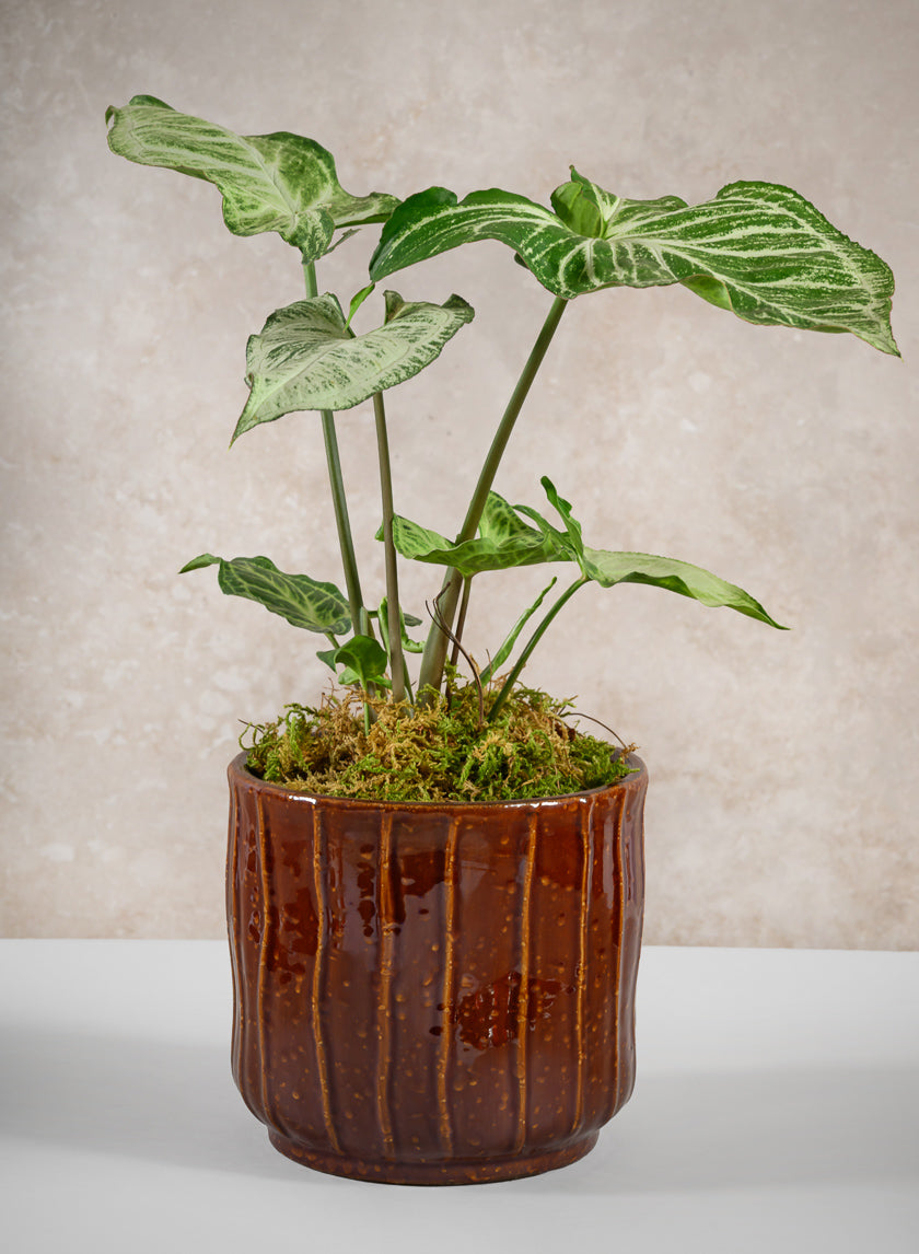 5.25in Tall Aveiro Oxblood Red Ceramic Cachepot Decor Jamali Garden