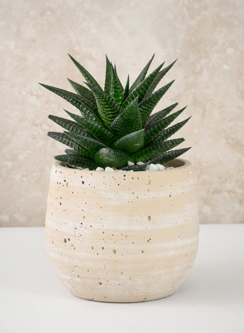 beige indoor plant pots 5in Tall Natural Slate Beige Cement Cache Pot – Jamali Garden