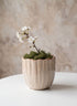 5.5in Florent Iris Cachepot