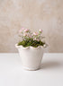 6in Avignon White Cachepot