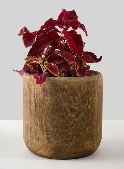 Dark walnut finish Paulownia wood cache pot for indoor botanical styling