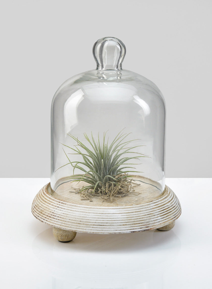 succulent cloche 7.5in Tall La Boheme Glass Cloche with Wood Base – Jamali Garden