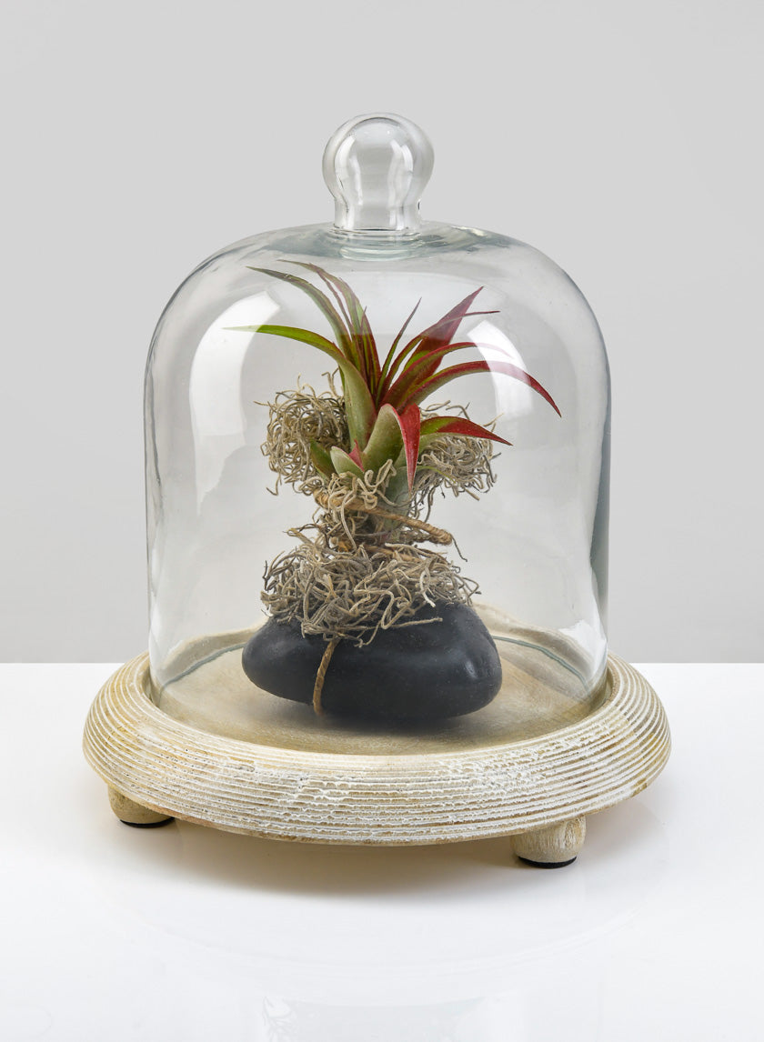 succulent cloche 9.25in Tall La Boheme Glass Cloche with Wood Base