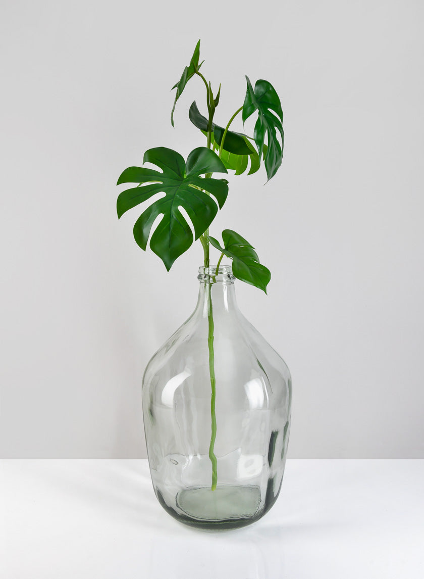 monstera plant in glass vase Bombo Glass Bottle Vase Wine Jug NYC Wedding Event Set Movie Props – Jamali Garden