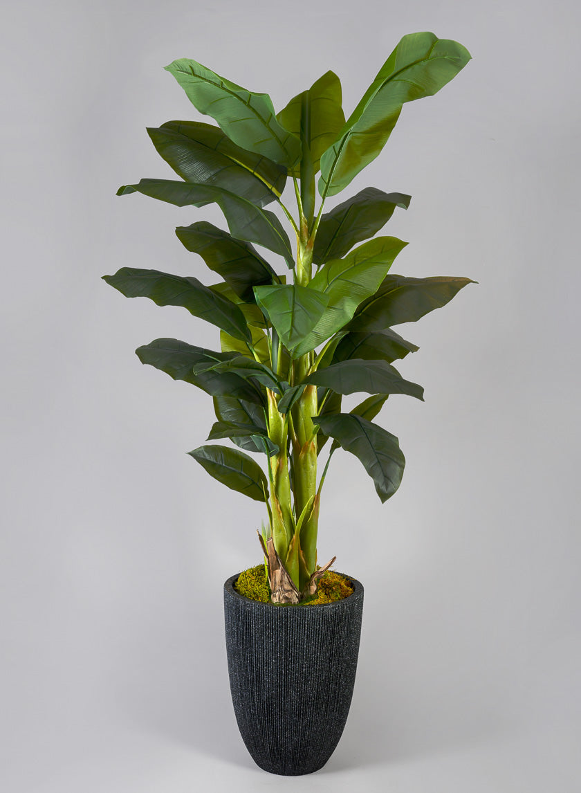 potted indoor banana plant 65in Tall Banana Tree