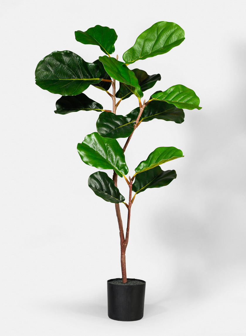fiddle leaf fig black pot 40in Tall Fiddle Leaf Fig Plant