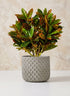 5in Tall Atelier Diamond Cement Cylinder Vase Decor Jamali Garden