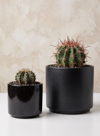 Two round cacti in 3.5in tall Florist Choice Matte Black Cylinder pots sit side by side on a white surface, with a beige textured wall in the background. The cactus on the right is larger than the one on the left.