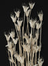 24in Long Bleached Nigella Bunch Decor Jamali Garden