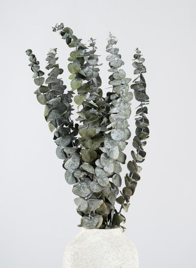 20in Long Silvery-Green Dried Eucalyptus Bunch