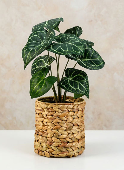 7in Tall Johor Water Hyacinth Vase and Bottle Holder Decor Jamali Garden