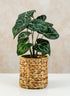 7in Tall Johor Water Hyacinth Vase and Bottle Holder Decor Jamali Garden