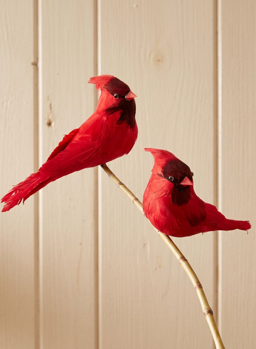 Cardinals, Case of 6 Decor Jamali Garden