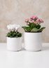 Florist Choice Gloss White Cylinders