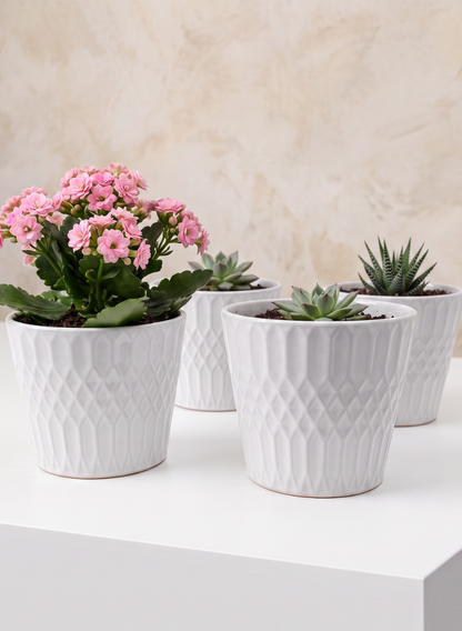 A set of four 4.5in Tall Florist Choice White Cachepots is displayed on a white surface; three pots feature green succulents, while one showcases pink flowering blooms. A light beige background adds a soft contrast to the scene.