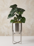 A 12.75in Tall High Silver Planter With Stand holds a potted Alocasia plant with dark green, veined leaves, placed on a white surface against a beige textured background.