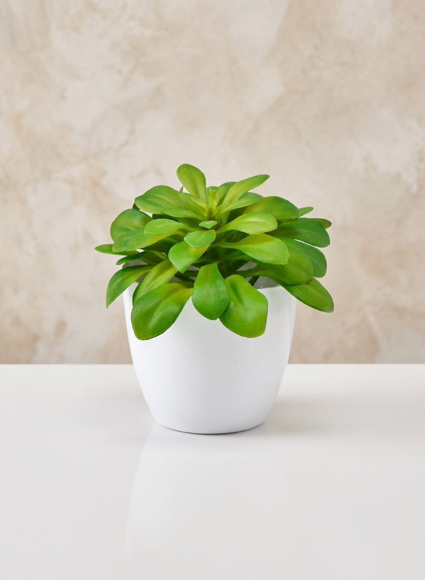 3.5in Tall White Elegance Cachepot, Set of 4 Decor Jamali Garden
