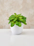 3.5in Tall White Elegance Cachepot, Set of 4 Decor Jamali Garden