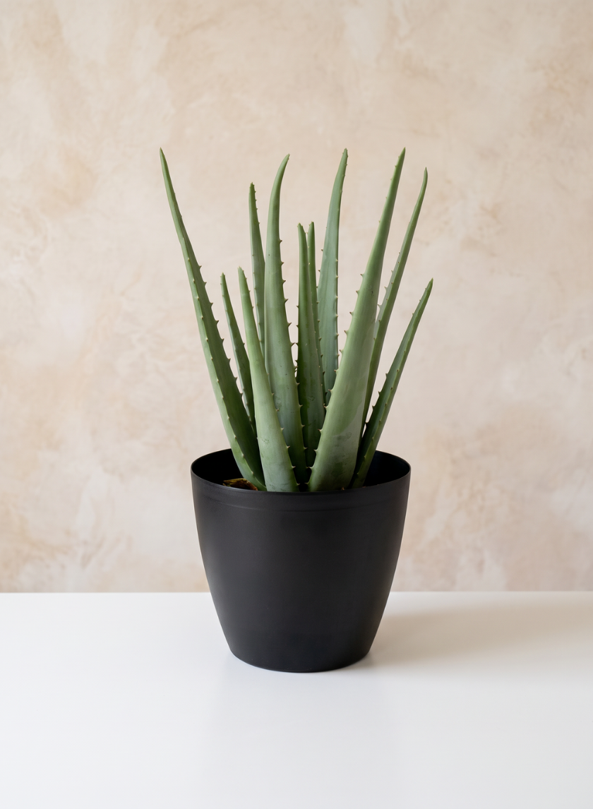 5.5in Tall Black Elegance Iron Cachepot, Set of 2 Decor Jamali Garden