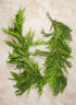 75in Long Real Touch Fir/Norfolk Pine Garland Decor Jamali Garden