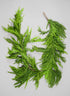 75in Long Real Touch Fir/Norfolk Pine Garland Decor Jamali Garden