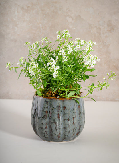 4.5in Tall Grey Glazed Leif Ceramic Cachepot Decor Jamali Garden