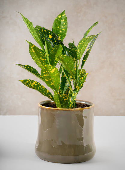 4.5in Tall Kolso Vintage Green Ceramic Cachepot Decor Jamali Garden