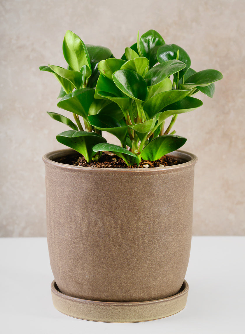 7.5in Tall Azra Dark Brown Ceramic Pot with Saucer Decor Jamali Garden