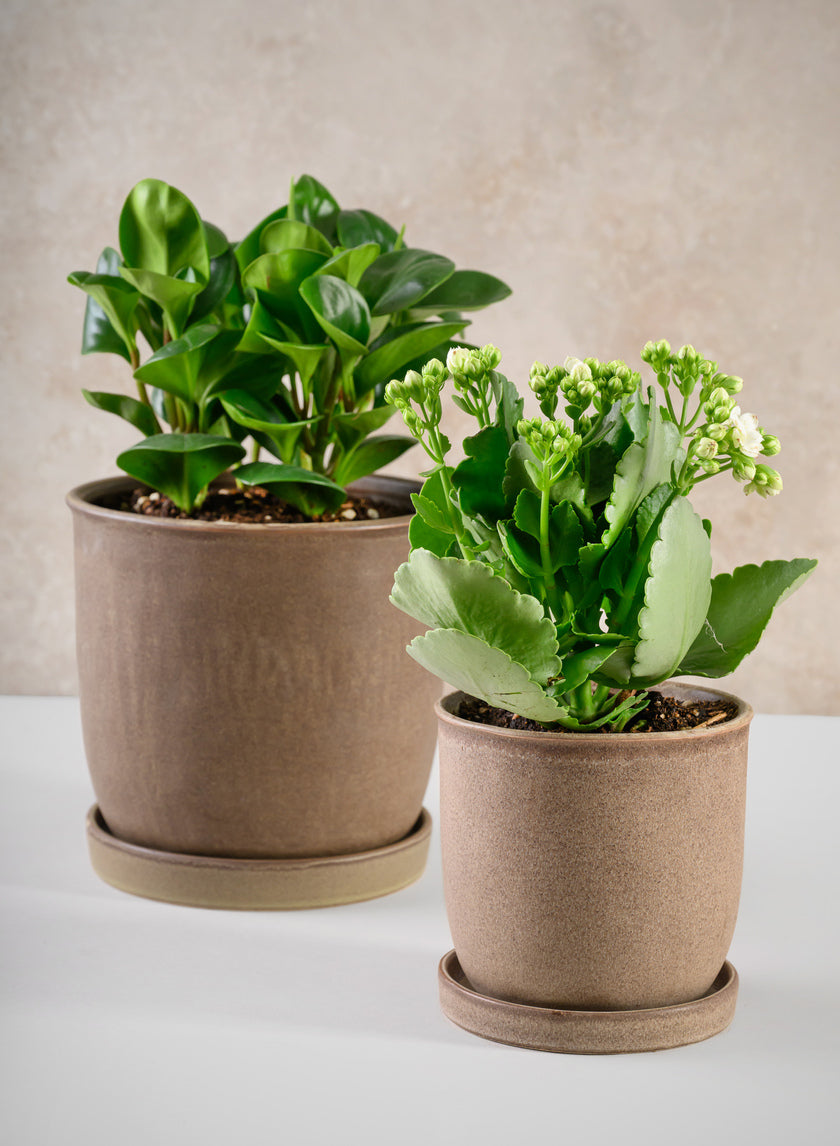 5in Tall Azra Light Brown Ceramic Pot with Saucer Decor Jamali Garden