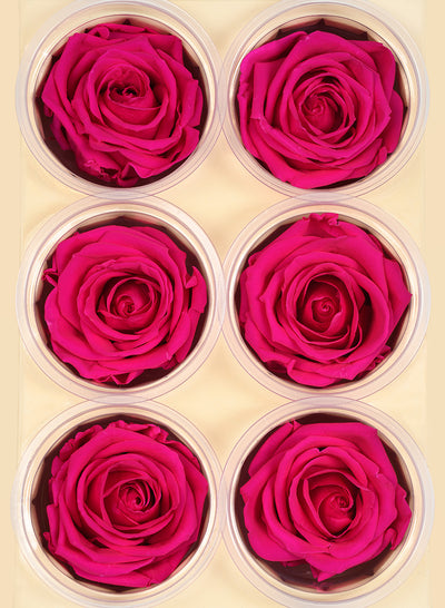 Preserved Sophisticated Magenta Rose