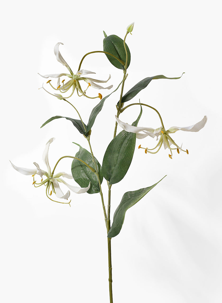 long stem white lilies 32in Long White Gloriosa Lily, Case of 12 – Jamali Garden