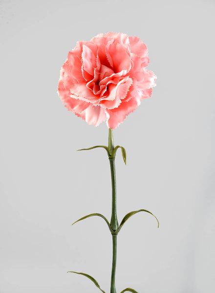カーネーション / Young Wise Men Carnation Soft Blush Carnation Flower | DIY Wedding Flowers | Flower Moxie