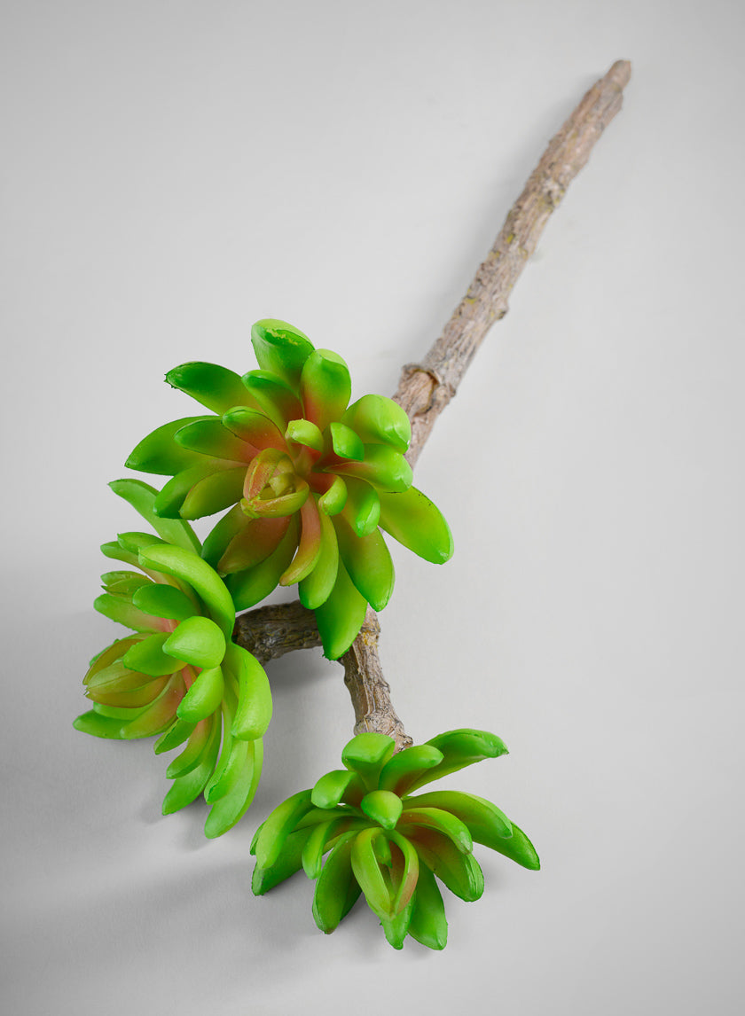 12in Long Three Head Echeveria Spray, Case of 12 Decor Jamali Garden