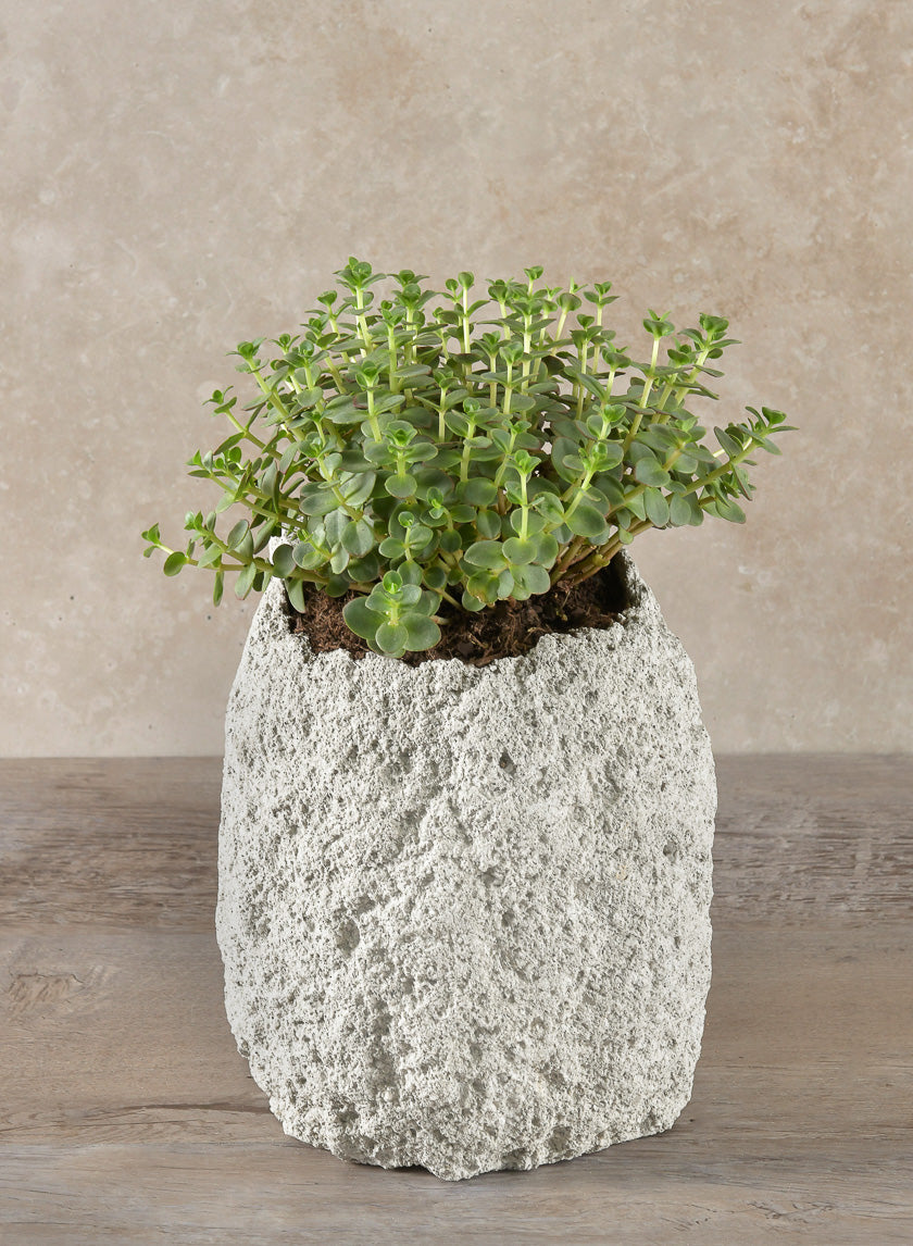 6.5in Tall Lava Rock Vase Decor Jamali Garden