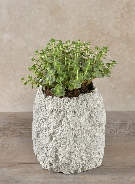 lava rock in potted plants 6.5in Tall Lava Rock Vase – Jamali Garden