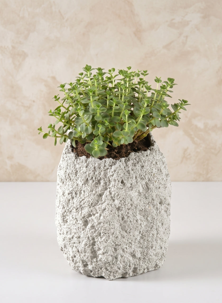 6.5in Tall Lava Rock Vase Decor Jamali Garden