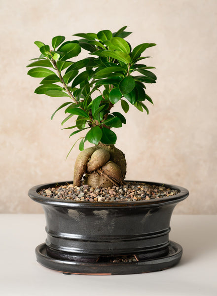 レザー盆栽　ダークブラウン　leather BONSAI No.01 LF1016B-CH-E_B048_View_grande.