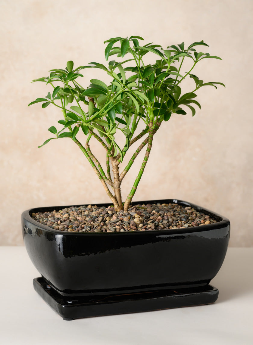 11in Long Penjing Rectangle Bonsai Ceramic Pot with Saucer, Gloss Black Decor Jamali Garden