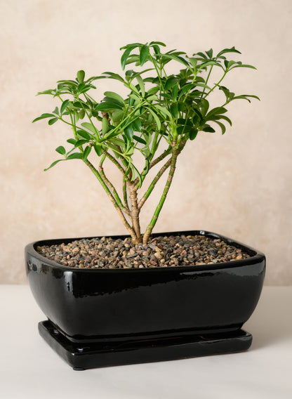 11in Long Penjing Rectangle Bonsai Ceramic Pot with Saucer, Gloss Black Decor Jamali Garden