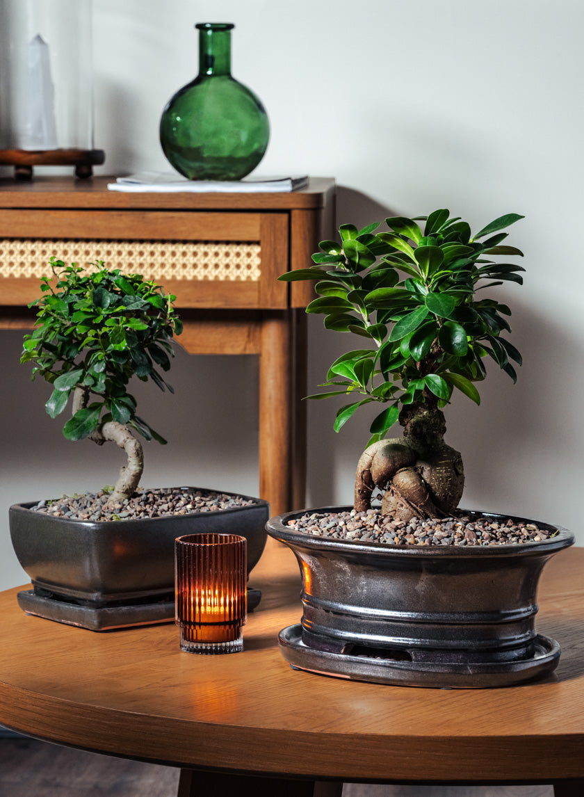 10in Long Penjing Oval Bonsai Ceramic Pot with Saucer, Chocolate