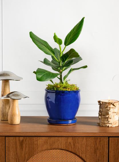 6in Tall Ming Blue Glaze Ceramic Pot with Saucer Decor Jamali Garden